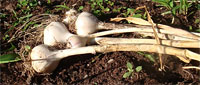 3 Herbs To Try in Your Survival Garden – 3/6/12