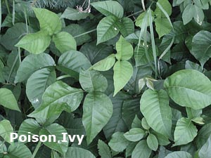 Poison Ivy Itch Leaves