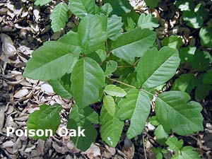 poison-oak-leaves