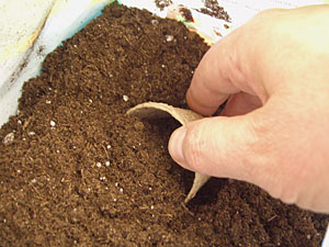 Fill Peat Pots With Starter Soil