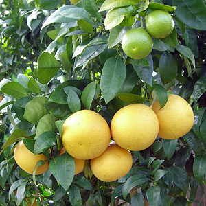 grapefruit cluster