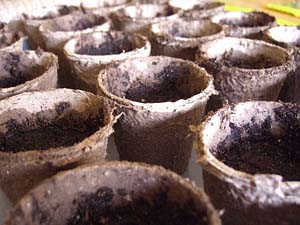 peat-pots