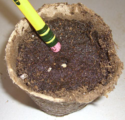 Peat Pot With Seeds