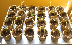 seedlings-after-one-week