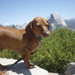 sampson-the-mini-dachshund