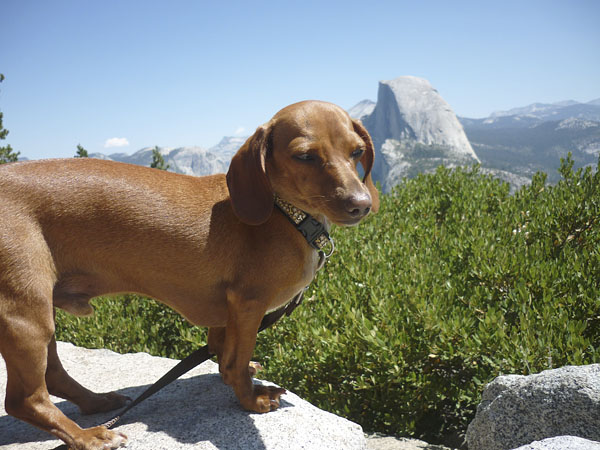 sampson-the-mini-dachshund