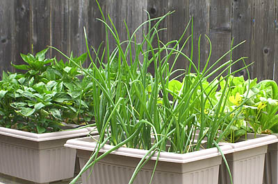 container-gardening-in-open-spaces-around-the-yard