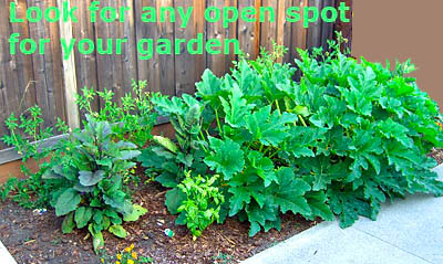 spot-gardening-in-open-spaces-around-the-yard