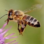 The HoneyBee, Varroa, Vibration, and CCD