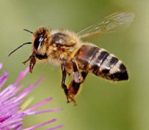 The HoneyBee, Varroa, Vibration, and CCD