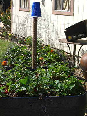 stop-birds-from-eating-my-strawberries