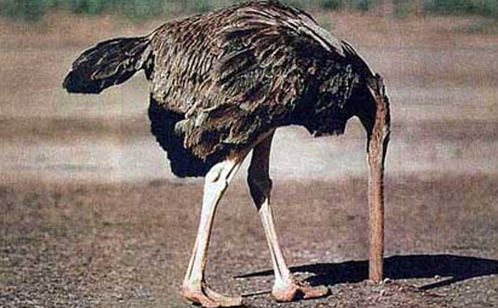 Normalcy bias Ostrich effect