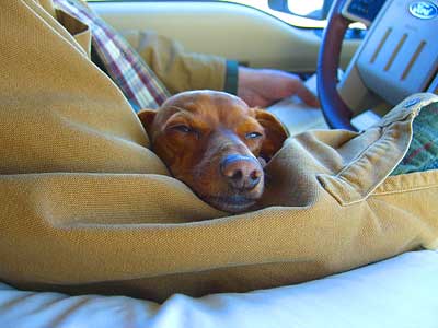 sampson-napping-in-the-truck