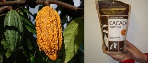 Cacao Powder – A Mayan Super Food Packed With Antioxidants