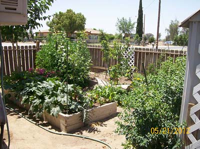 raised beds