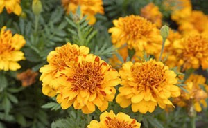 The Varieties Of The French Marigold