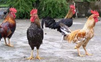 Advantages and Disadvantages to Urban Chicken Ownership