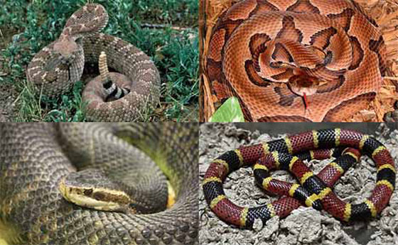 To Scientists' Surprise, Even Nonvenomous Snakes Can Strike at