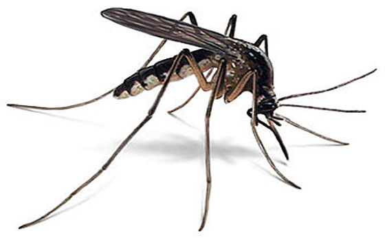 Mosquito Control and Treatment