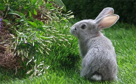 How to get rid of rabbits from your garden