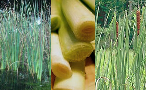 edible-cattails