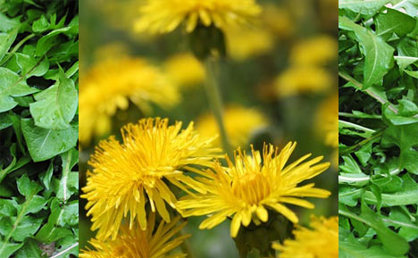 edible-dandelions