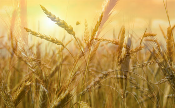 wheat food storage