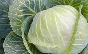 cabbage-extract-DIM-protects-from-radiation-exposure