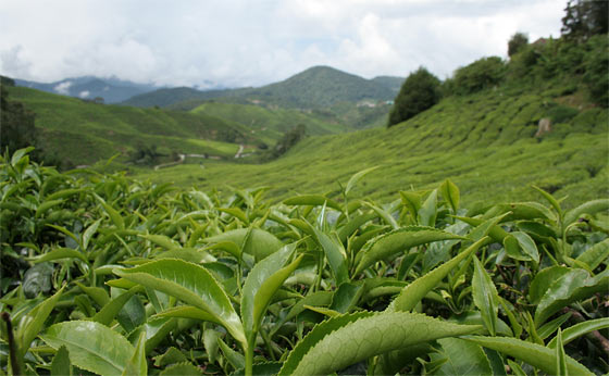tea-grows-from-camellia-sinensis-plant