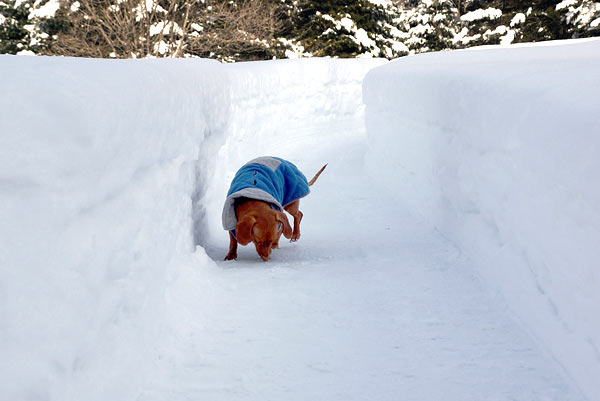 Mini Dachshund in deep snow