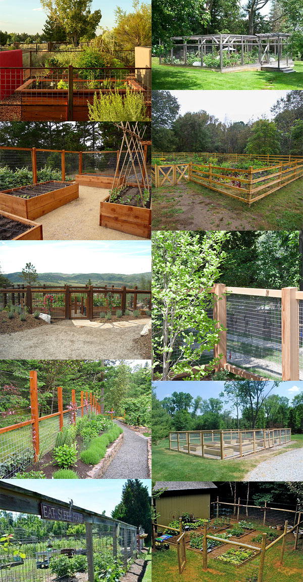 fenced vegetable gardens