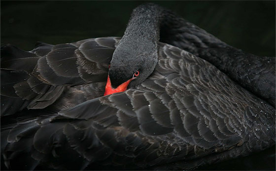 Will An Upcoming Black Swan Event Bring It All Down?