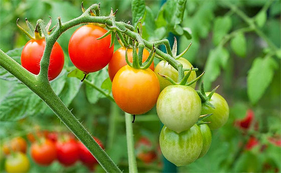 Lots of Ways to Tie Up & Support Tomato Plants