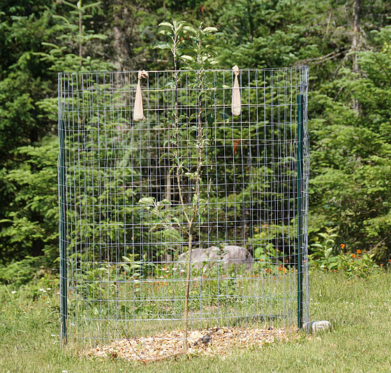 deer-fence-for-apple-tree