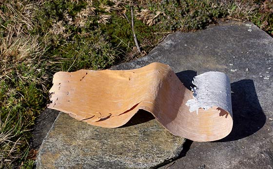 Birch Bark Fire Starter - Why Is It So Flammable?