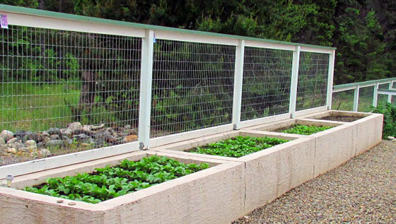 Vegetable Garden Staggered Planting Every Two Weeks