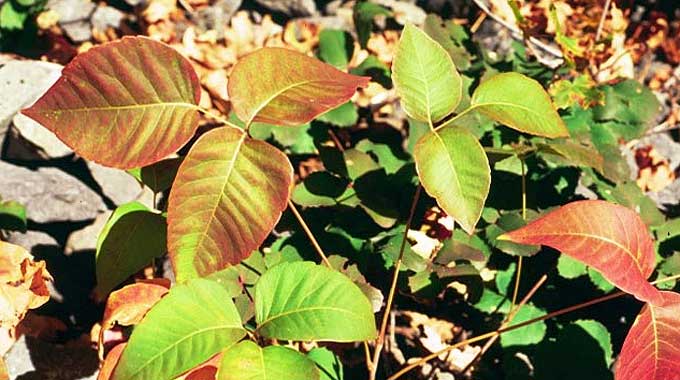 Poison Ivy Itch Relief Remedy That Works Fast!