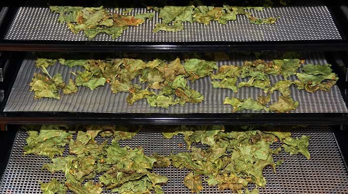 Kale Chips: Dehydrate & Make Your Own