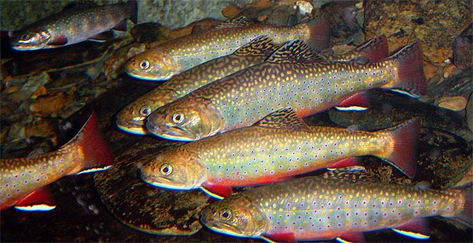 Lots of trout