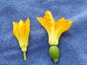 male and female squash blossoms