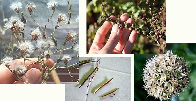 Seed Saving Is Neither Difficult Nor Complicated