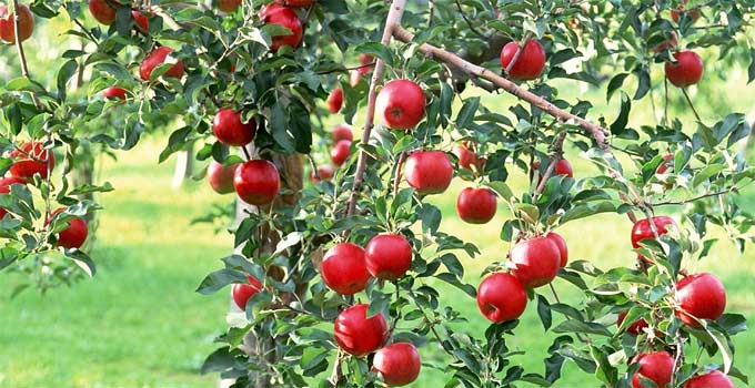 Food Producing Trees