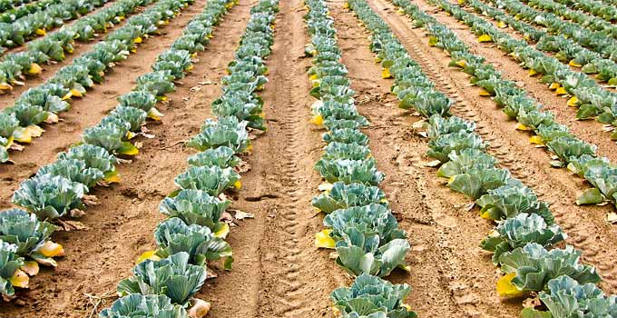 Vegetables forming rows.