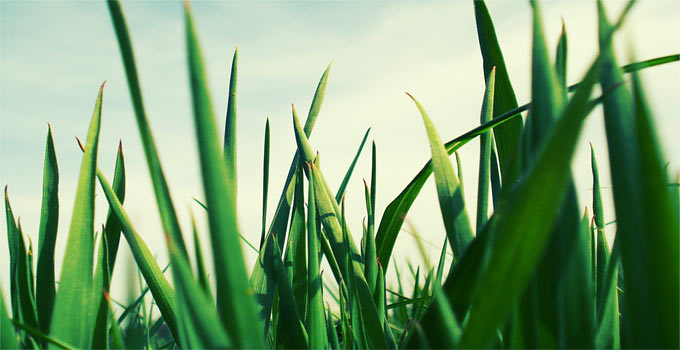 The Tree, The Blade Of Grass, And The Tow Rope