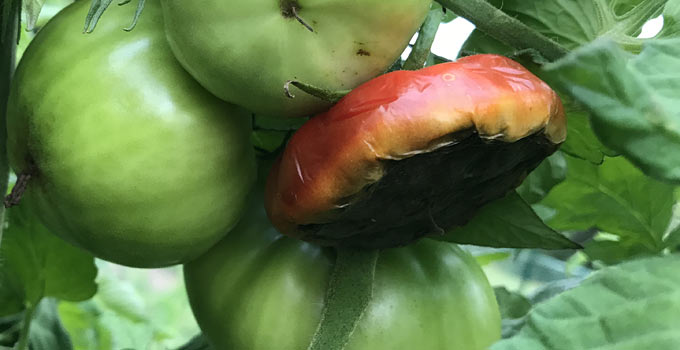 Tomato Rot On The Bottom ( What Is It? ) “Blossom End Rot”