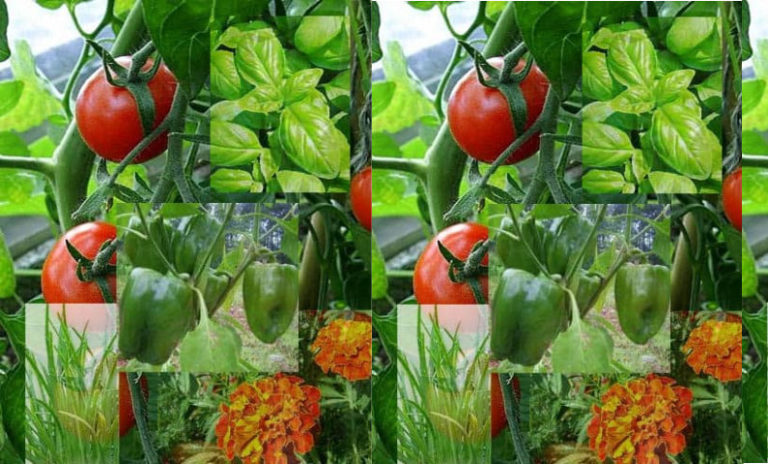 Tomato Companion Plants - Carrots, Marigolds, Petunias, and more...