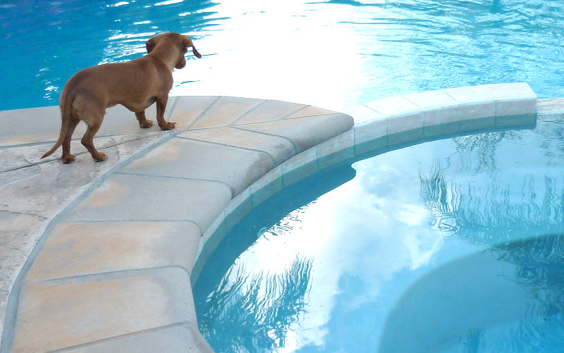 salt water pool safe for dogs