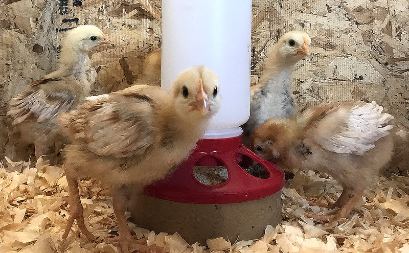 My Chickens Flying Out Of The Brooder 