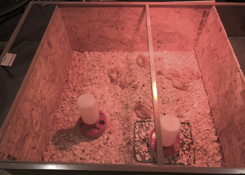 My Chickens Flying Out Of The Brooder!