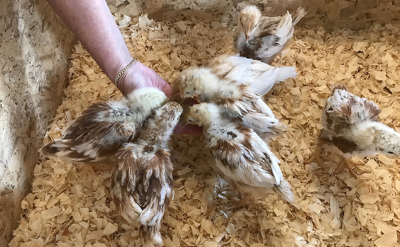 Chicken coop insulation and perch installation : r/chickens